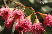 Eucalyptus leucoxylon, Yellow Gum, Bblue Gum, White Ironbark

Click to see full-size image