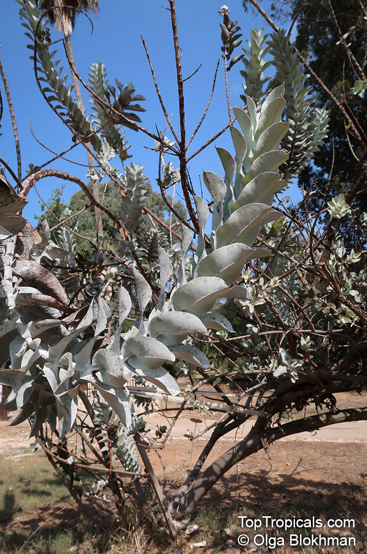 Eucalyptus macrocarpa, Mottlecah