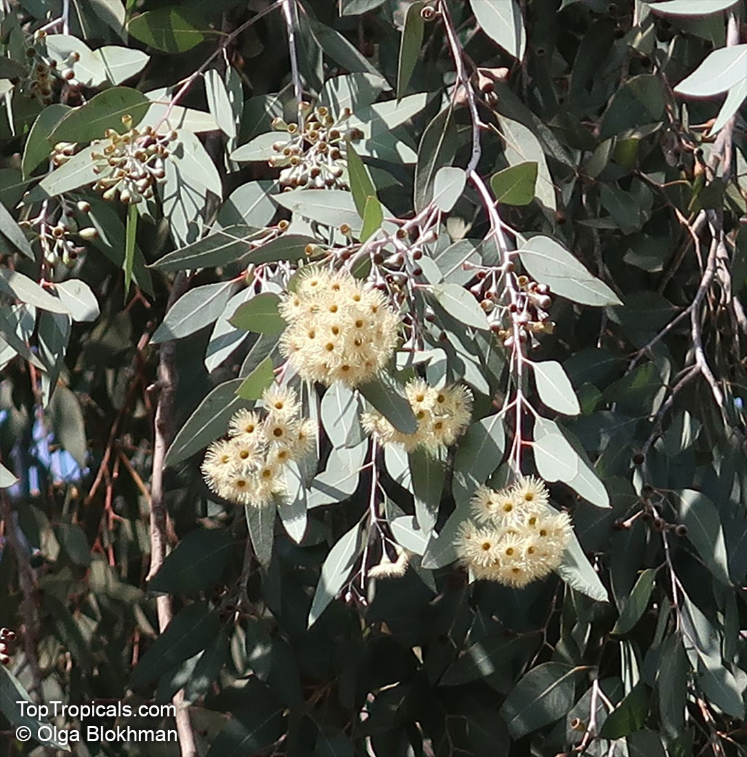 Eucalyptus sp., Eucalyptus. Eucalyptus melanophloia