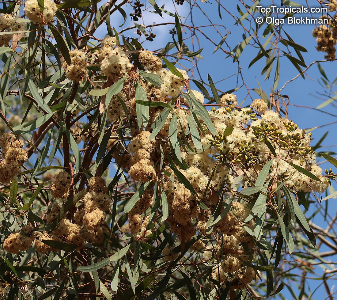 Eucalyptus sp., Eucalyptus. Eucalyptus odorata