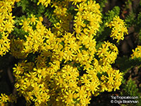 Euryops sp., Euryops

Click to see full-size image