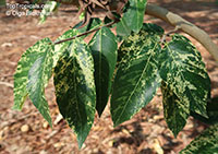 Ficus aspera, Variegated Clown Fig, Mosaic Fig 

Click to see full-size image