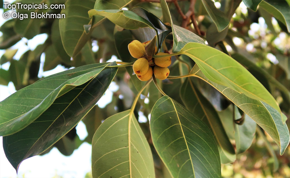 Ficus obliqua, Queensland Small-leaved Fig