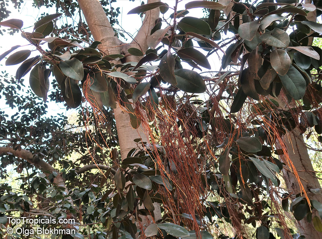 Ficus rubiginosa, Rusty-Leaf Fig, Port-Jackson Fig