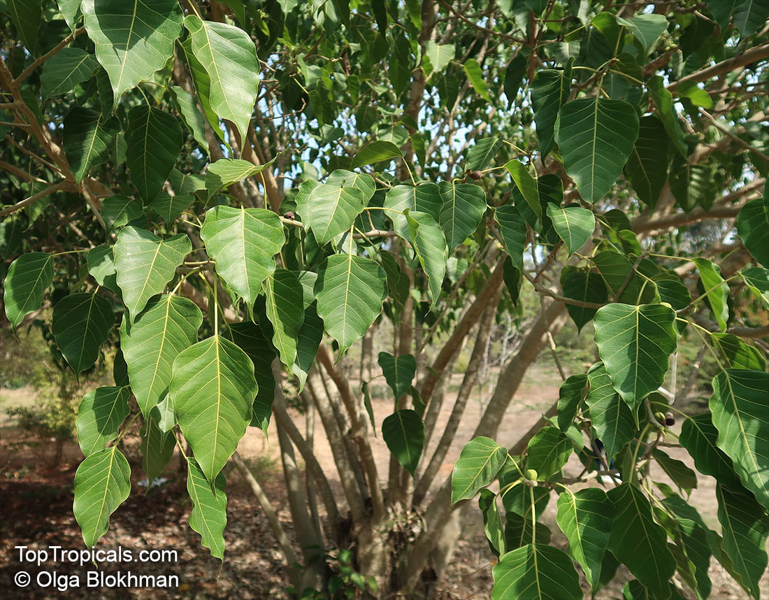 Ficus rumphii, Golden Rumph's Fig