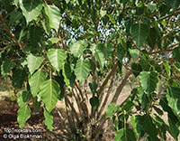 Ficus rumphii, Golden Rumph's Fig

Click to see full-size image