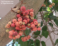 Ficus sycomorus, Common Cluster Fig

Click to see full-size image
