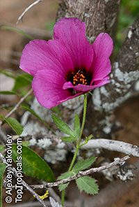 Hibiscus sp., Hibiscus

Click to see full-size image