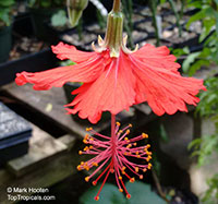Hibiscus grandidieri x schizopetalus, Fairy Dancer