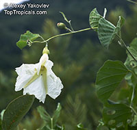 Ipomoea sp., Morning glory

Click to see full-size image