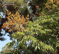 Koelreuteria bipinnata, Chinese Flame Tree, Chinese Golden Rain Tree

Click to see full-size image