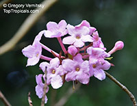 Luculia sp., Luculia

Click to see full-size image