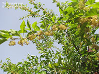 Maclura pomifera, Osage Orange, Horse Apple, Hedge Apple

Click to see full-size image