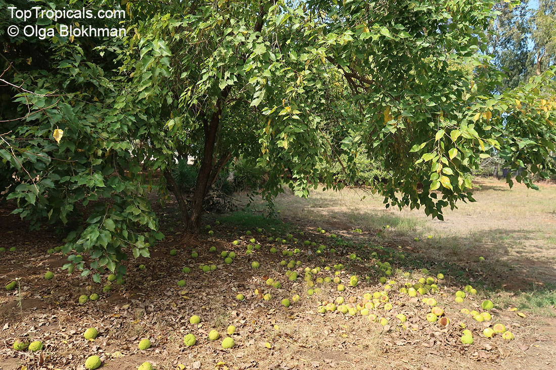 Maclura pomifera, Osage Orange, Horse Apple, Hedge Apple