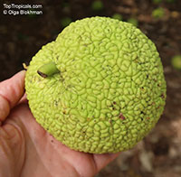 Maclura pomifera, Osage Orange, Horse Apple, Hedge Apple

Click to see full-size image