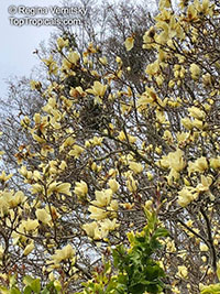 Magnolia x Elizabeth, Elizabeth Magnolia

Click to see full-size image