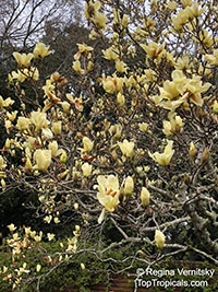 Magnolia x Elizabeth, Elizabeth Magnolia

Click to see full-size image