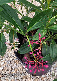 Medinilla cumingii, Chandelier Tree, Showy Melastome, Showy Medinilla, Malaysian Orchid

Click to see full-size image