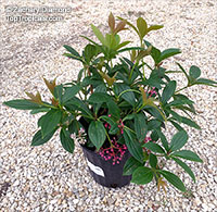 Medinilla cumingii, Chandelier Tree, Showy Melastome, Showy Medinilla, Malaysian Orchid

Click to see full-size image