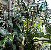 Monstera aureopinnata, Regal Ceriman

Click to see full-size image
