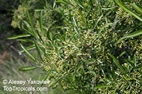 Nuxia oppositifolia, Wild Elder

Click to see full-size image
