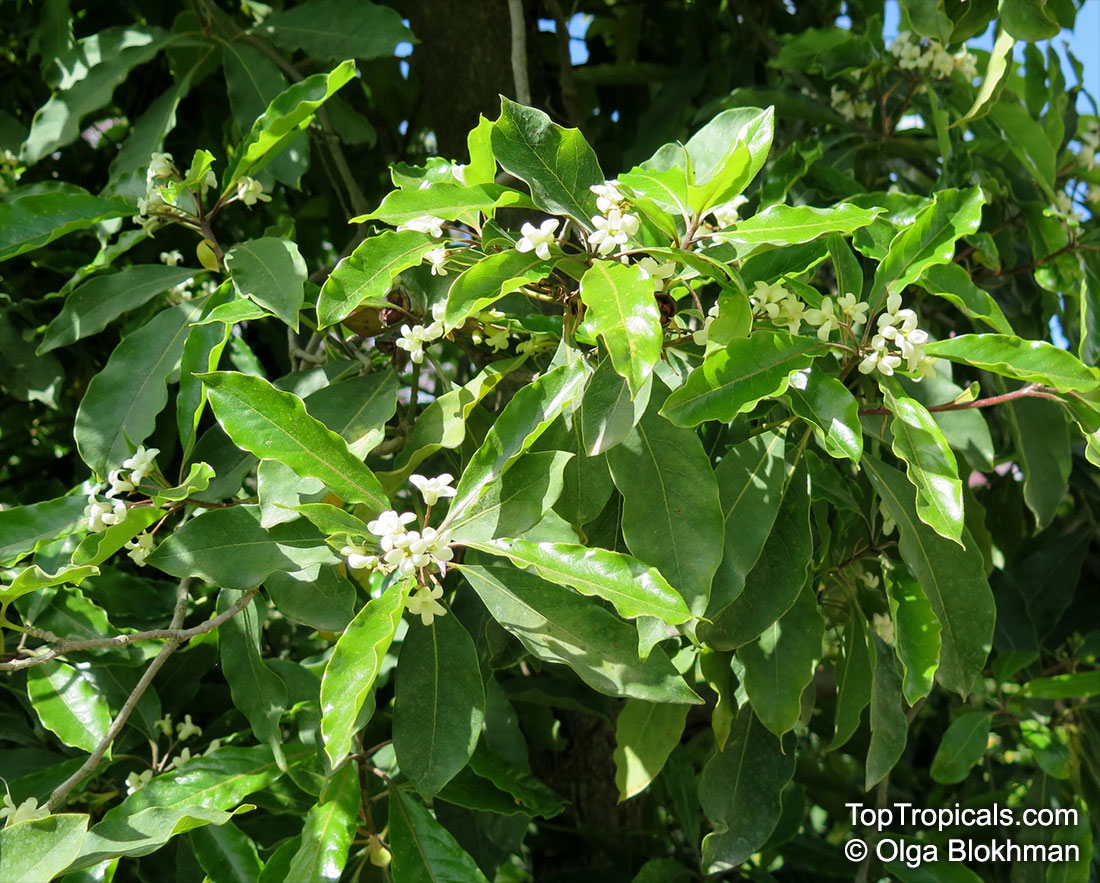 Pittosporum undulatum, Native Daphne, Sweet Pittosporum, Snowdrop Tree , Mock Orange