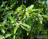 Pittosporum undulatum, Native Daphne, Sweet Pittosporum, Snowdrop Tree , Mock Orange

Click to see full-size image