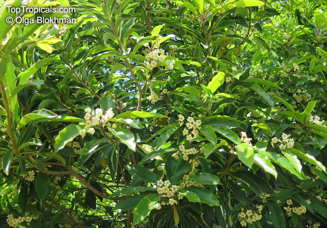Pittosporum undulatum, Native Daphne, Sweet Pittosporum, Snowdrop Tree , Mock Orange