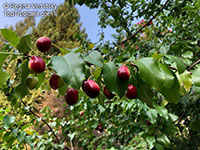 Prunus ilicifolia, Hollyleaf Cherry, Evergreen Cherry

Click to see full-size image
