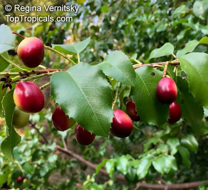 Prunus ilicifolia, Hollyleaf Cherry, Evergreen Cherry