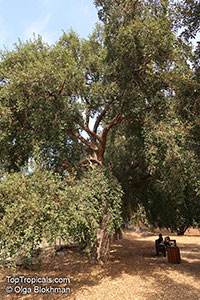 Quercus suber, Cork Oak

Click to see full-size image