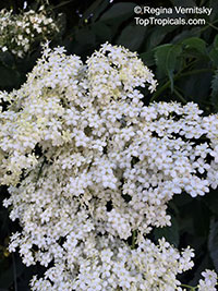 Sambucus sp., Elder

Click to see full-size image