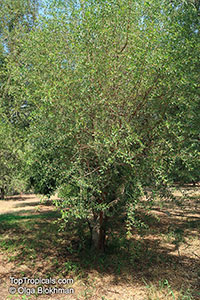 Argania spinosa, Sideroxylon spinosus, Argan

Click to see full-size image
