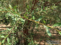 Argania spinosa, Sideroxylon spinosus, Argan

Click to see full-size image