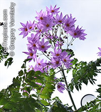 Dahlia imperialis, Bell Tree Dahlia

Click to see full-size image