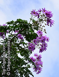 Dahlia imperialis, Bell Tree Dahlia

Click to see full-size image