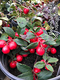 Gaultheria procumbens, Eastern Teaberry, Checkerberry, Boxberry, American Wintergreen

Click to see full-size image