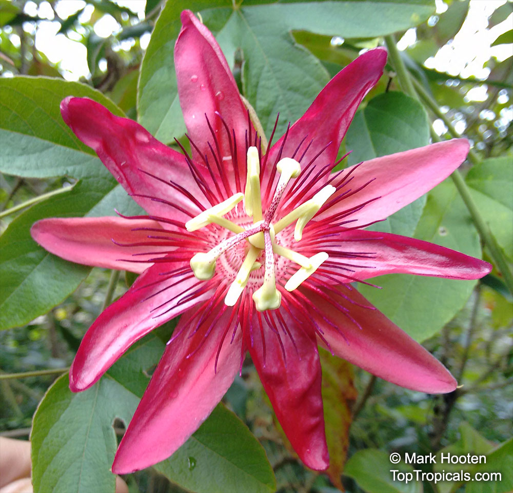 Passiflora caerulea, Common Passion Flower