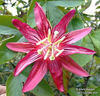 Passiflora caerulea, Common Passion Flower

Click to see full-size image