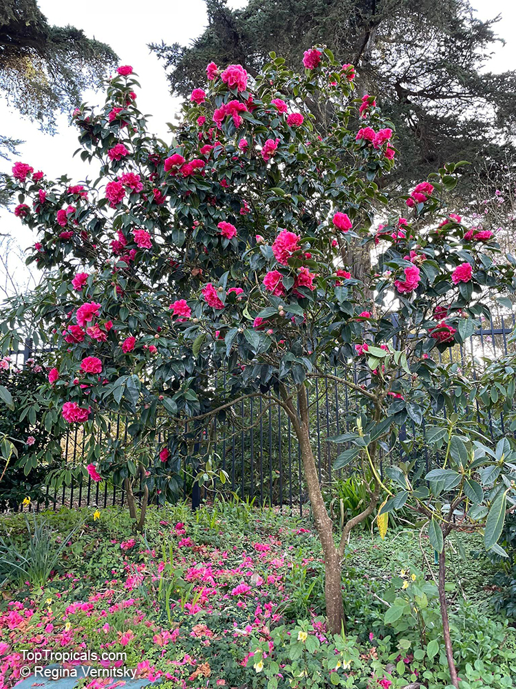 Camellia japonica, Camellia sasanqua, Camellia