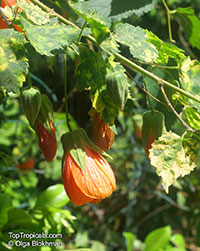 Abutilon pictum, Golden Rain Flowering Maple, Thompsons Flowering Maple, Bell Flower

Click to see full-size image