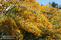 Acacia cultriformis, Knife-leaf Wattle, Dogtooth Wattle, Half-moon Wattle, Golden-glow Wattle

Click to see full-size image