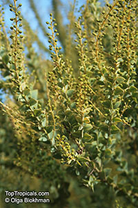 Acacia cultriformis, Knife-leaf Wattle, Dogtooth Wattle, Half-moon Wattle, Golden-glow Wattle

Click to see full-size image