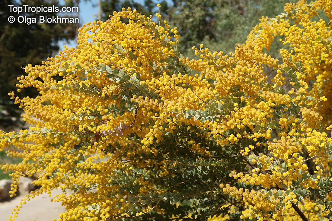 Acacia cultriformis, Knife-leaf Wattle, Dogtooth Wattle, Half-moon Wattle, Golden-glow Wattle