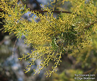 Acacia decurrens, Black Wattle

Click to see full-size image