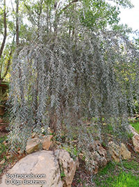 Acacia pendula, Weeping Myall, Silver-leaf Boree

Click to see full-size image