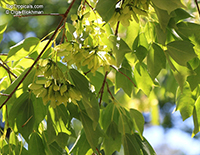 Acer sp., Red Maple, Soft Maple. Acer buergerianum