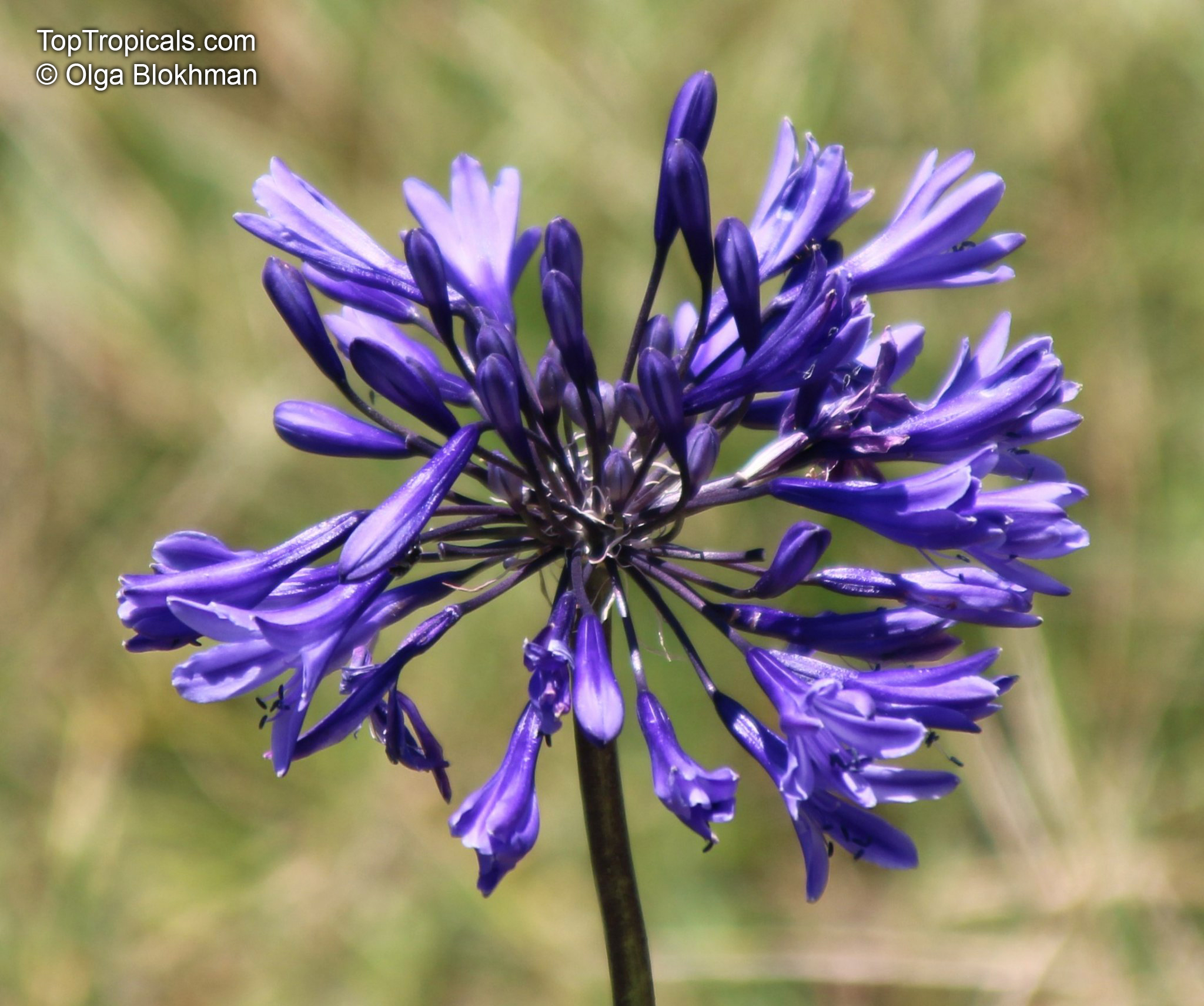 Agapanthus sp., African Lily. Agapanthus 'Navy Blue'