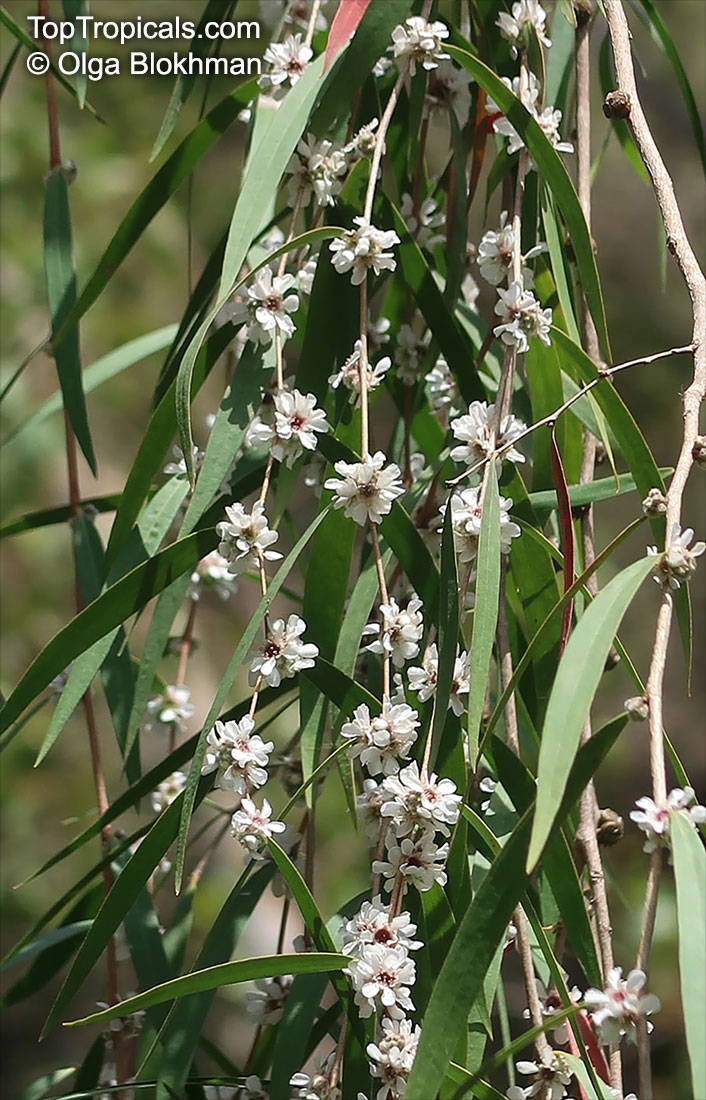 Agonis flexuosa, Willow Myrtle, Western Australian Peppermint