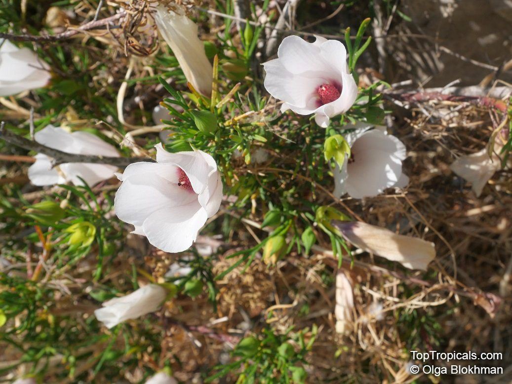 Alyogyne hakeifolia, Hibiscus hakeifolius, Cienfuegosia hakeifolia, Fugosia hakeifolia, Alyogyne lilacina, Red-centred Hibiscus, Desert Rose